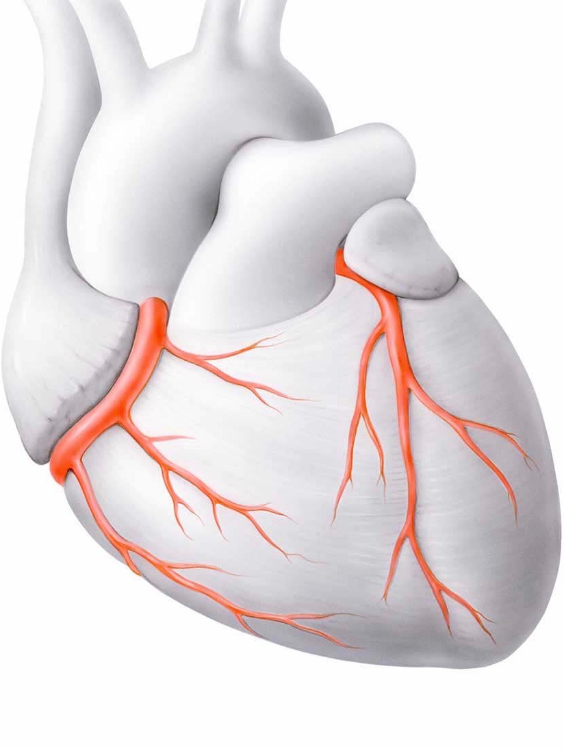 Anatomie Herz